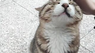 Heartwarming Mother Cat and Kittens! 12