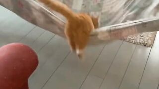 Smart Cat Opens the Door! Genius! 12
