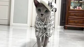 Cat Addicted to Watching TV! 11