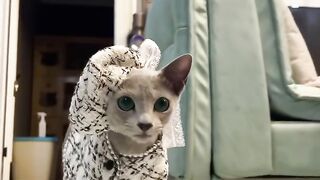 Bath Time Disaster for This Cat! 13