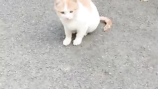 Cat Talking to Birds at the Window! 10