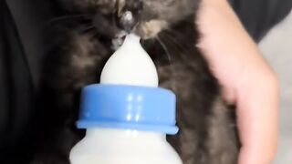 Cat Trapped in a Cardboard Box! 14
