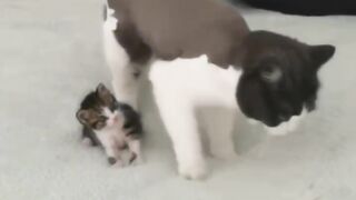 Dog Terrified of a Tiny Kitten! 10