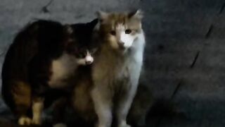 Cat Begging for Human Food! 🍗 12