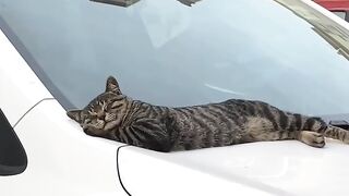 Invisible Maze Challenge for Cat! 12
