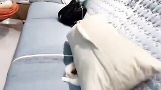 Cat Bringing Me Weird Gifts! 13