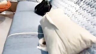 Fat Cat Trying to Fit in Small Bowl! 11