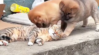 Cat Discovering Ice for the First Time! 12