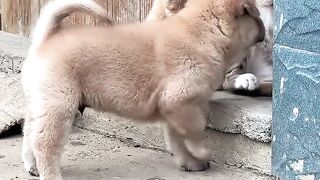 Cat Refuses to Walk on Leash! 😂 12