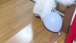 Cat Jealous of the New Baby! 12