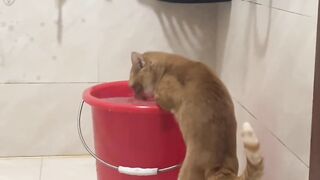 Cat Trying to Catch Fish on iPad! 13