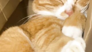 Cat Hiding in the Fridge! Sneaky! 10