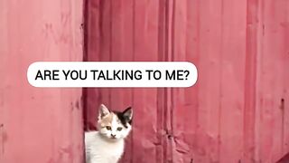 Cat Getting Brain Freeze from Ice Cream! 11