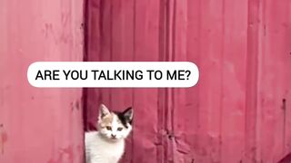 The Loudest Kitten in the World! 📢 12