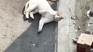 Cat Trying to Stay Awake! So Sleepy! 11