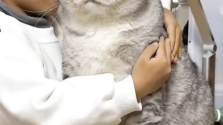 Cat Stealing Pizza Slice in 4K! 11