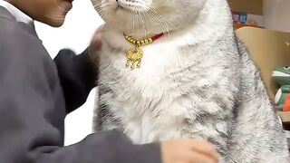 Cat Fighting a Stuffed Tiger! 12