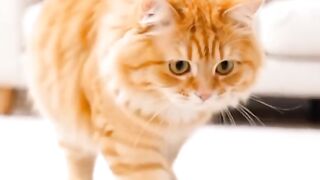 Funny Cat Playing with a Ball 😂🐱