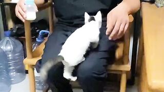 Cat Stuck on the Ceiling Fan! 😂 12
