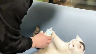 Cat Gently Waking Up Owner! 13
