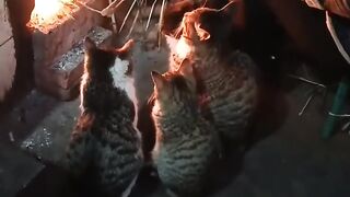 Cat Adopting a Baby Duck! So Pure! 11