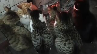 Ultimate Cat Fails Compilation 2026! 12