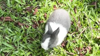 Cute Grey and White Bunny Eating Grass in The Garden