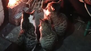 Cat Singing a Song! Hilarious Meow! 12