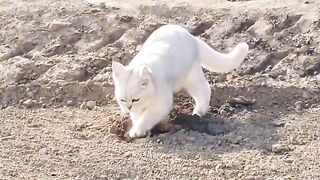Cat Bringing Owner a Live Mouse! 12
