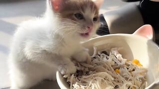 Cat Escaping from a Locked Room! Genius! 12