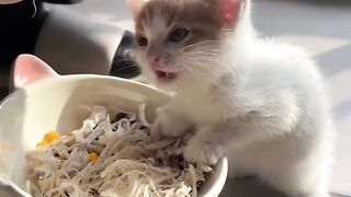 Cat Sliding on Hardwood Floor! 12