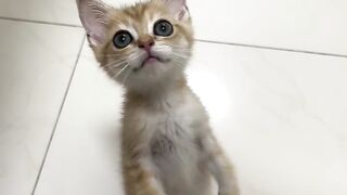 Cat Refuses to Let Owner Work! 12