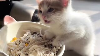 Cat Adopts an Orphaned Squirrel! 12