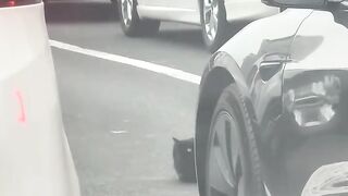 Cat Sneaking Up on a Toy Mouse! 12