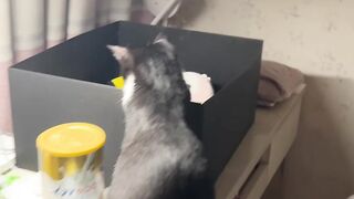 Cat Trying to Catch Snowflakes! ❄️ 24