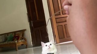 White cat 9