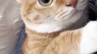 Cat Obsessed with a Cotton Swab! 10