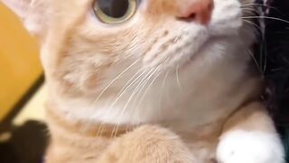 Cat Meowing "Hello"! Talking Pet! 13