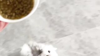 Cat Protecting Owner from a Bug! 13