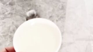 Cat Trying to Drink from a Straw! 24