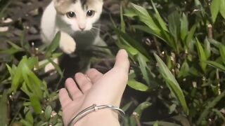 Cat Getting Mad at its Own Tail! 12