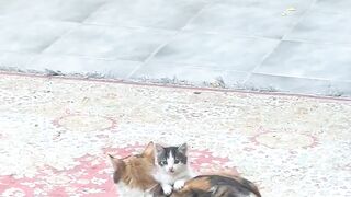 Cat Knocking Everything off the Table! 13