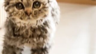 Cat Hiding in a Grocery Bag! Surprise! 12