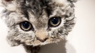 Cat Watching Horror Movie! Scared Reaction! 12