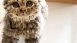 Cat Trying to Catch the Printer Paper! 13