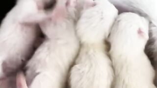 Cat Wakes up Owner at 4 AM! 13