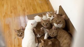 Kitten Tries to Intimidate a Big Dog! 12
