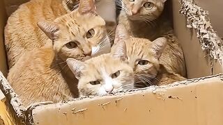Cat Obsessed with Q-Tips! 12