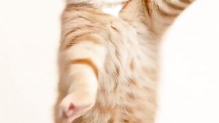 Cat Is dance