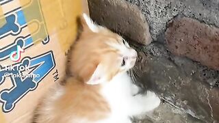 Cat get confused